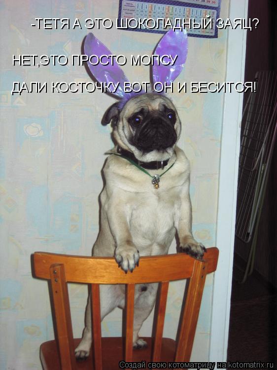 Котоматрица: -ТЕТЯ А ЭТО ШОКОЛАДНЫЙ ЗАЯЦ? НЕТ,ЭТО ПРОСТО МОПСУ ДАЛИ КОСТОЧКУ ВОТ ОН И БЕСИТСЯ!