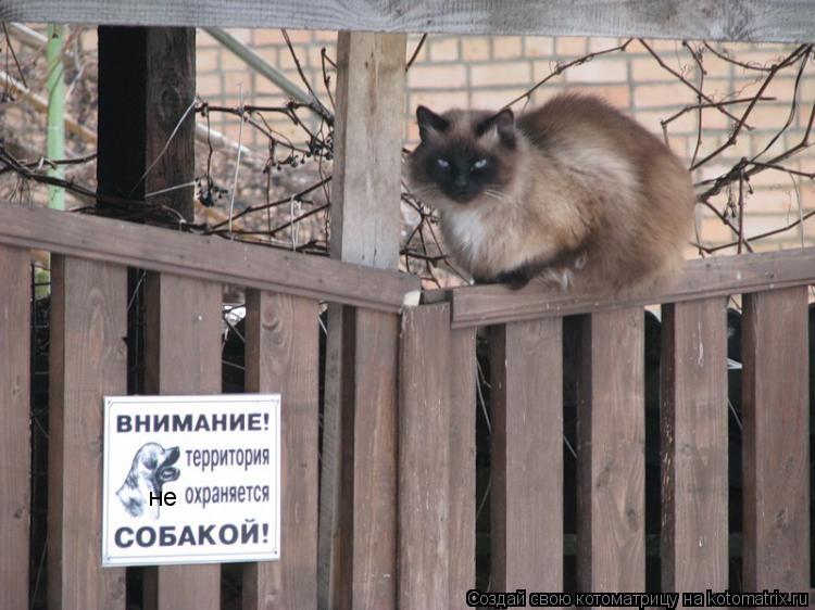 Котоматрица: не