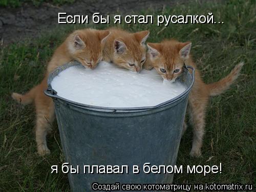 Котоматрица: Если бы я стал русалкой... я бы плавал в белом море!