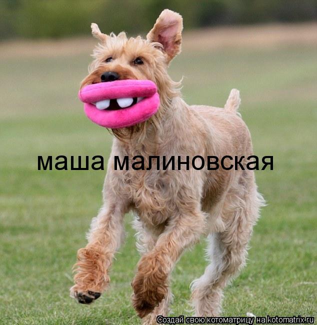 Котоматрица: маша малиновская