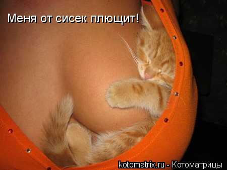 Котоматрица: Меня от сисек плющит!