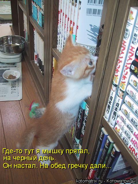 Котоматрица: Где-то тут я мышку прятал,  на черный день. Он настал. На обед гречку дали...