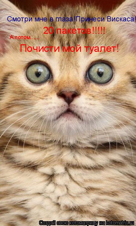 Смотри мне в глаза!Принеси Вискаса! 20 пакетов!!!!! А потом...... Почисти мой туалет!... Котоматрица: Смотри мне в глаза!Принеси Вискаса! 20 пакетов!!!!! А потом...... Почисти мой туалет!