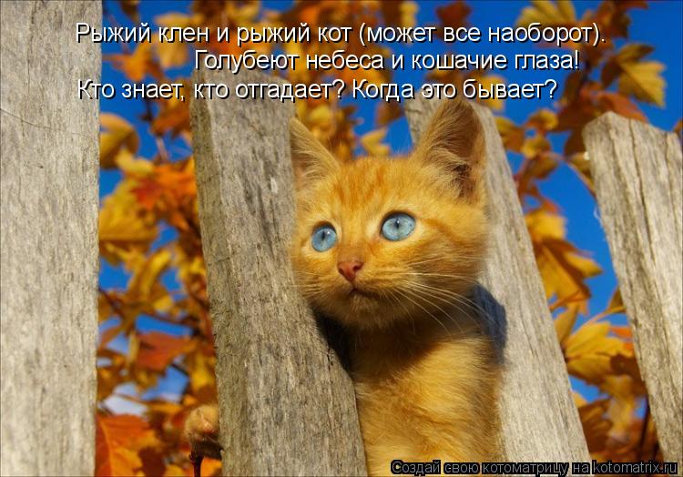 Рыжий клен и рыжий кот (может все наоборот). Голубеют небеса и кошачие глаза! Кто знает, кто отгадае... Котоматрица: Рыжий клен и рыжий кот (может все наоборот). Голубеют небеса и кошачие глаза! Кто знает, кто отгадает? Когда это бывает?