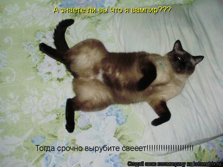 А знаете ли вы что я вампир??? Тогда срочно вырубите свееет!!!!!!!!!!!!!!!!!!!!... Котоматрица: А знаете ли вы что я вампир??? Тогда срочно вырубите свееет!!!!!!!!!!!!!!!!!!!!