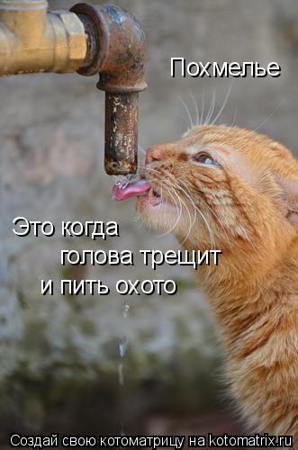 Котоматрица: Похмелье Это когда голова трещит и пить охото