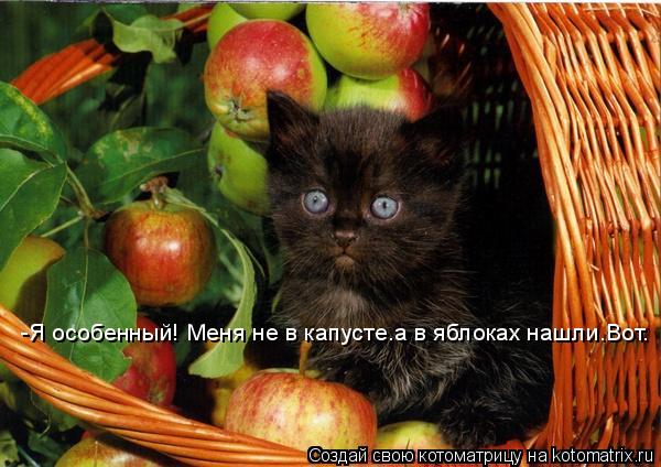 Котоматрица: -Я особенный! Меня не в капусте.а в яблоках нашли.Вот.