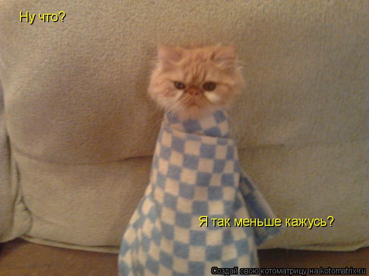 Котоматрица: Ну что? Я так меньше кажусь?