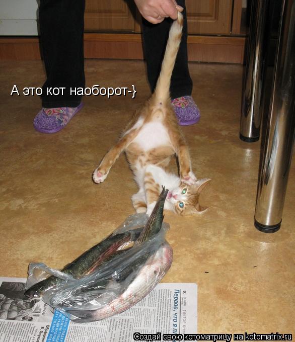 Котоматрица: А это кот наоборот-}