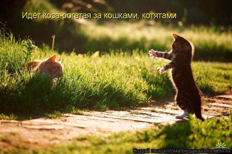 Котоматрица: Идёт коза-рогатая за кошками, котятами