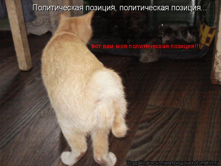 Котоматрица: Политическая позиция, политическая позиция... вот вам моя политическая позиция!!!