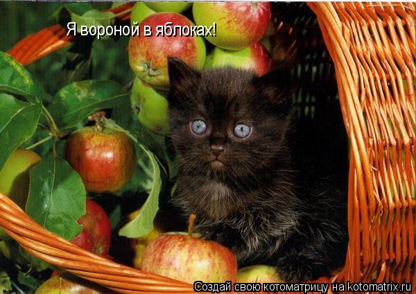 Котоматрица: Я вороной в яблоках!