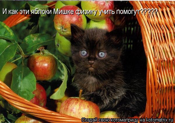 Котоматрица: И как эти яблоки Мишке физику учить помогут?????