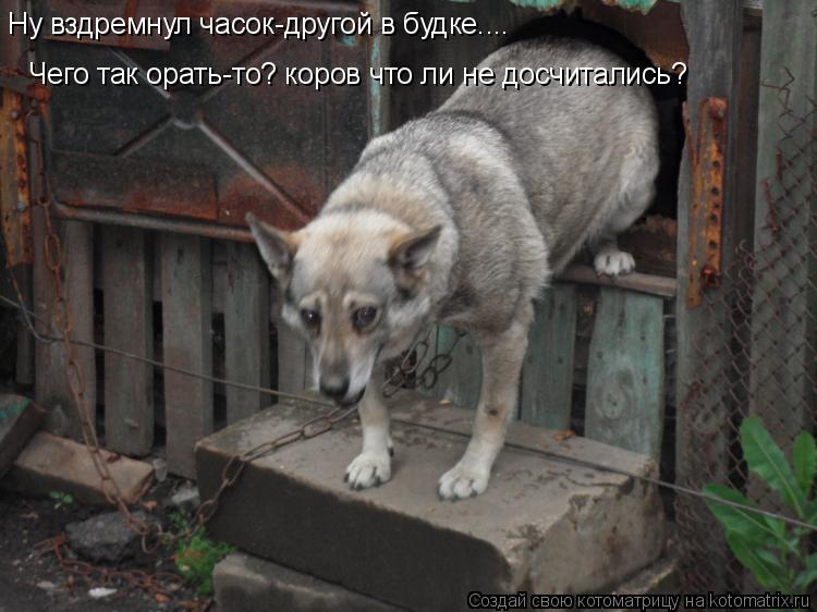 Котоматрица: Ну вздремнул часок-другой в будке.... Чего так орать-то? коров что ли не досчитались?