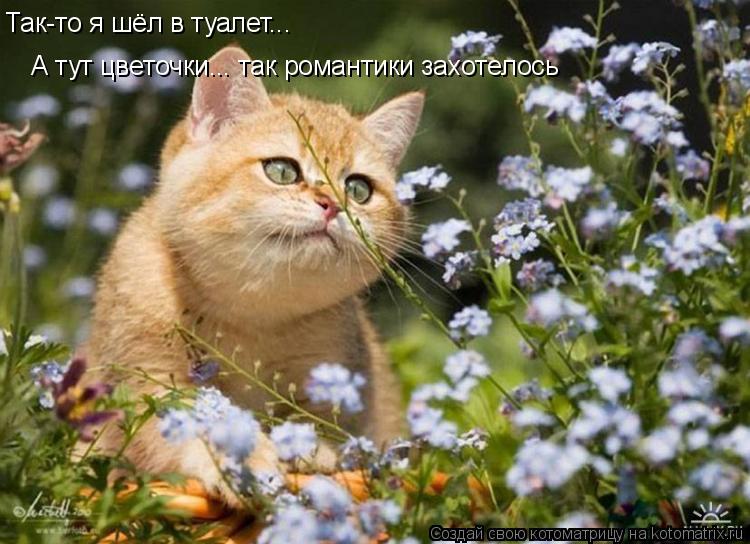 Так-то я шёл в туалет... А тут цветочки... так романтики захотелось... Котоматрица: Так-то я шёл в туалет... А тут цветочки... так романтики захотелось