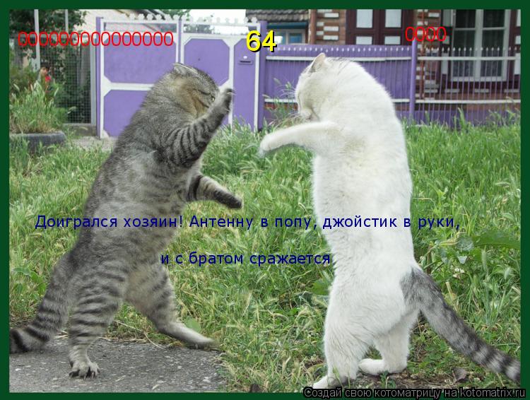 Котоматрица: 000000000000000 0000 64 Доигрался хозяин! Антенну в попу, джойстик в руки, и с братом сражается