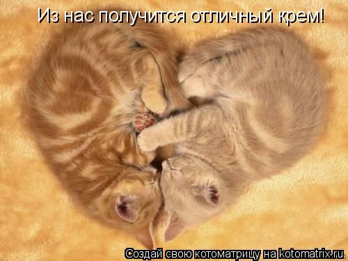 Котоматрица: Из нас получится отличный крем!