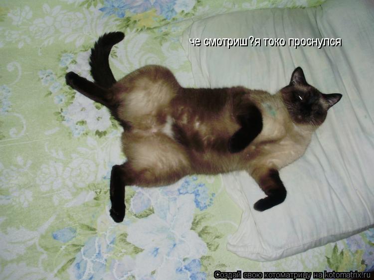 Котоматрица: че смотриш?я токо проснулся