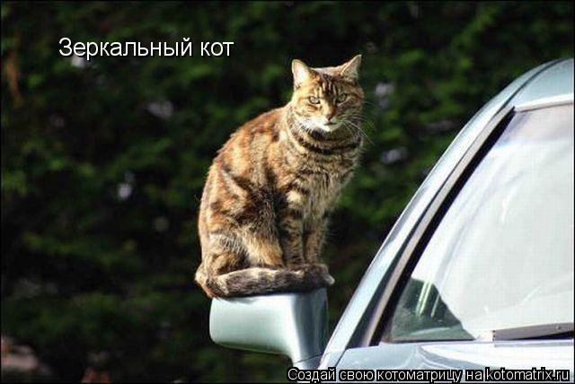 Котоматрица: Зеркальный кот