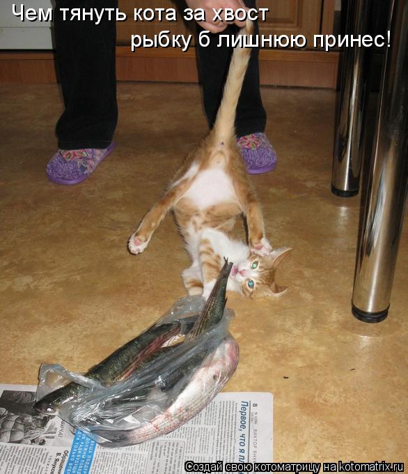 Котоматрица: Чем тянуть кота за хвост рыбку б лишнюю принес!