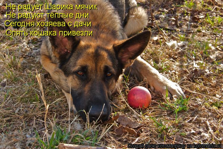 Не радует Шарика мячик Не радуют тёплые дни Сегодня хозяева с дачи Опять кошака привезли... Котоматрица: Не радует Шарика мячик Не радуют тёплые дни Сегодня хозяева с дачи Опять кошака привезли
