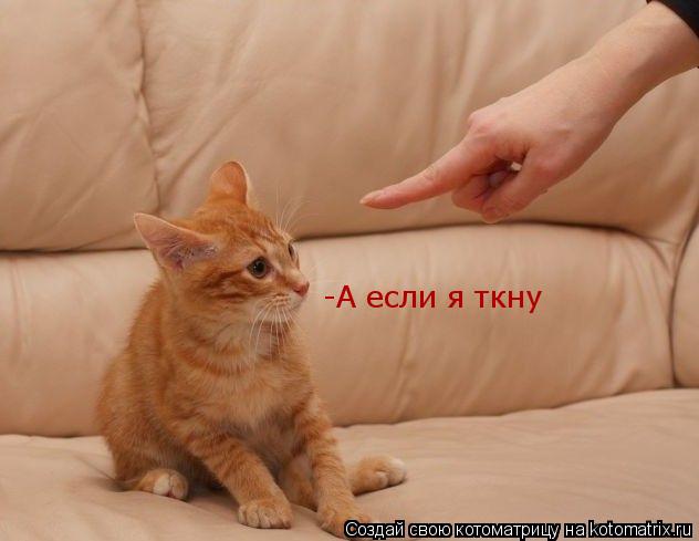 -А если я ткну... Котоматрица: -А если я ткну