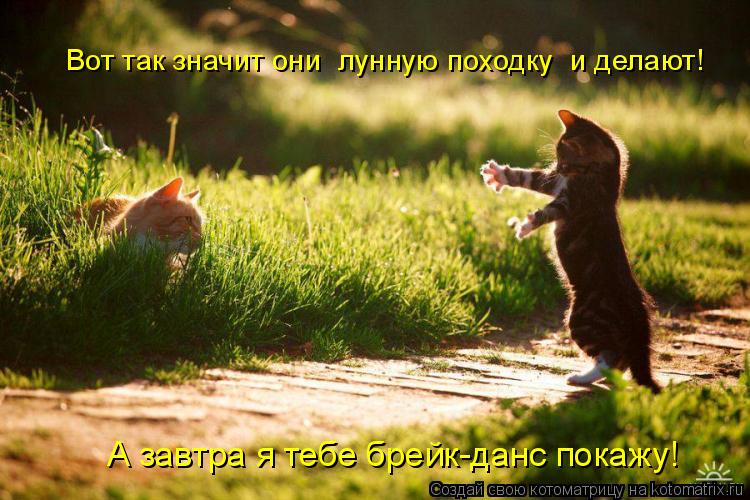 Вот так значит они «лунную походку» и делают! А завтра я тебе брейк-данс покажу!... Котоматрица: Вот так значит они «лунную походку» и делают! А завтра я тебе брейк-данс покажу!