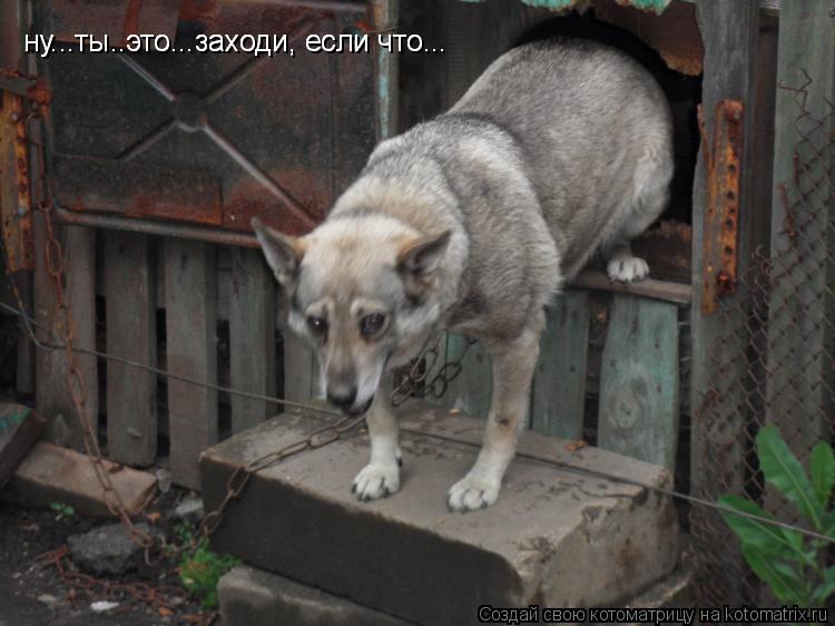 ну...ты..это...заходи, если что... ну...ты..это...заходи, если что...... Котоматрица: ну...ты..это...заходи, если что... ну...ты..это...заходи, если что...