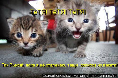 ТёТЯ! ТёТЯ! ТёТЯ! Так Рыжий, пока я её отвлекаю, тащи сосиски из пакета!... Котоматрица: ТёТЯ! ТёТЯ! ТёТЯ! Так Рыжий, пока я её отвлекаю, тащи сосиски из пакета!