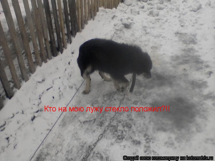 Кто на мою лужу стекло положил?!!... Котоматрица: Кто на мою лужу стекло положил?!!