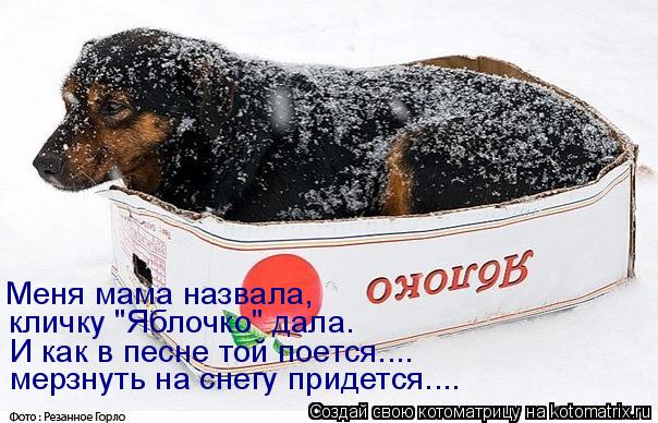 Меня мама назвала, кличку "Яблочко" дала. И как в песне той поется.... мерзнуть на снегу придется....... Котоматрица: Меня мама назвала, кличку "Яблочко" дала. И как в песне той поется.... мерзнуть на снегу придется....