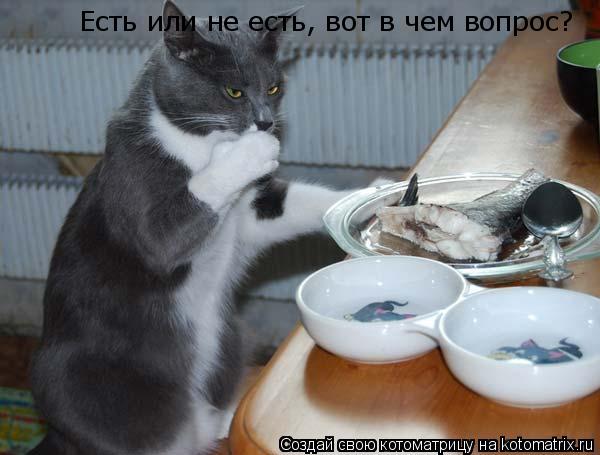 Есть или не есть, вот в чем вопрос?... Котоматрица: Есть или не есть, вот в чем вопрос?