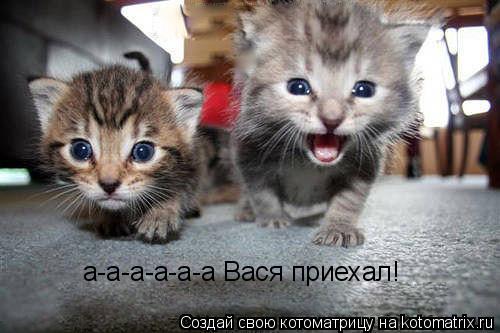 а-а-а-а-а-а Вася приехал!... Котоматрица: а-а-а-а-а-а Вася приехал!