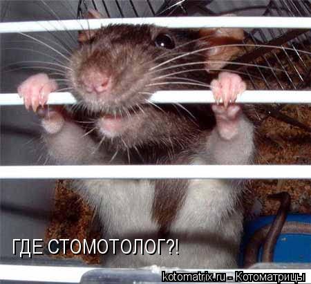 Котоматрица: ГДЕ СТОМОТОЛОГ?!