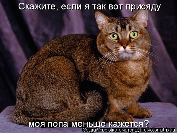 Скажите, если я так вот присяду моя попа меньше кажется?... Котоматрица: Скажите, если я так вот присяду моя попа меньше кажется?