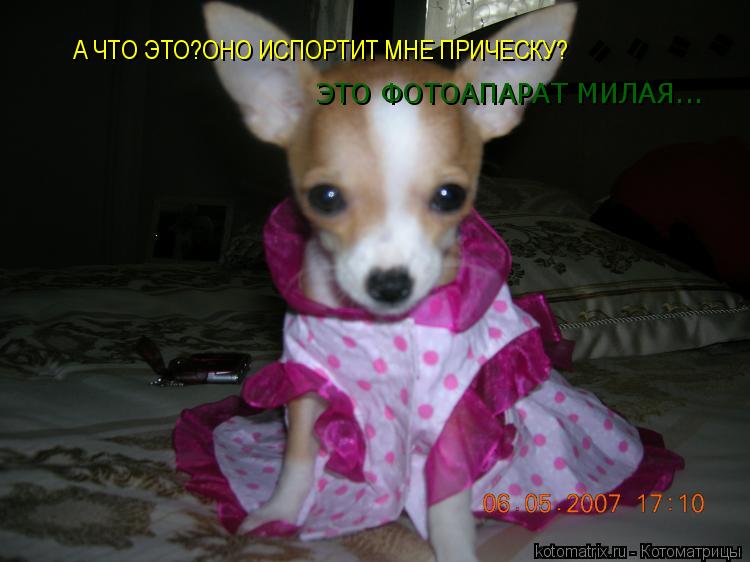 Котоматрица: А ЧТО ЭТО?ОНО ИСПОРТИТ МНЕ ПРИЧЕСКУ? А ЧТО ЭТО?ОНО ИСПОРТИТ МНЕ ПРИЧЕСКУ? ЭТО ФОТОАПАРАТ МИЛАЯ...