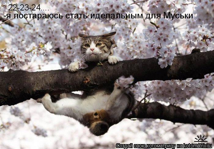 Котоматрица: 22-23-24.... -я постараюсь стать иделальным для Муськи