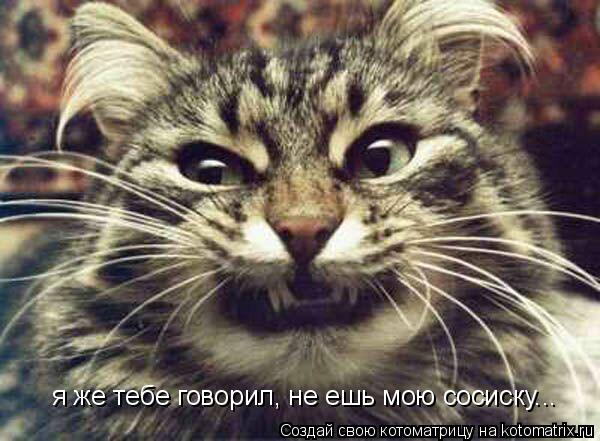 Котоматрица: я же тебе говорил, не ешь мою сосиску...