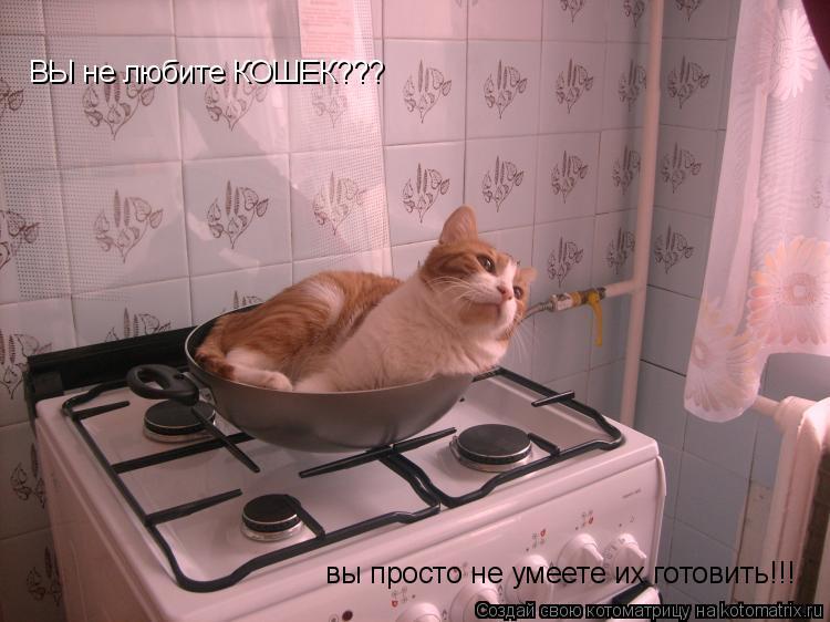 Котоматрица: ВЫ не любите КОШЕК??? вы просто не умеете их готовить!!!