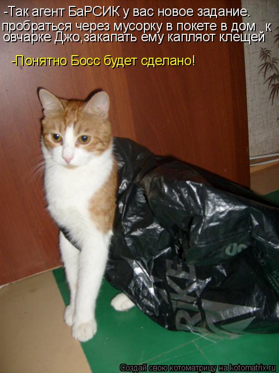 Котоматрица: -Так агент БаРСИК у вас новое задание. пробраться через мусорку в покете в дом овчарке Джо,закапать ему капляот клещей к -Понятно Босс будет 