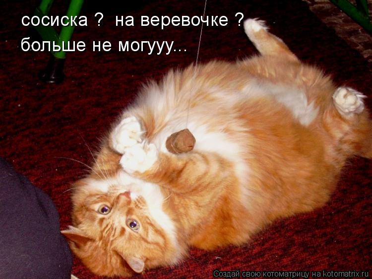 Котоматрица: сосиска ?  на веревочке ? больше не могууу...