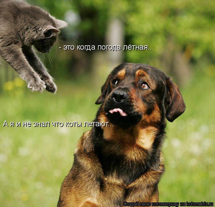 А я и не знал что коты летают... - это когда погода лётная..... Котоматрица: А я и не знал что коты летают... - это когда погода лётная..