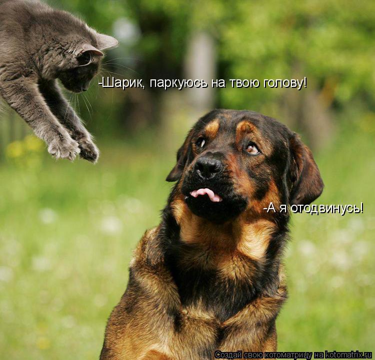 -Шарик, паркуюсь на твою голову! -А я отодвинусь!... Котоматрица: -Шарик, паркуюсь на твою голову! -А я отодвинусь!