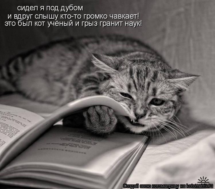 сидел я под дубом и вдруг слышу кто-то громко чавкает! это был кот учёный и грыз гранит наук!... Котоматрица: сидел я под дубом и вдруг слышу кто-то громко чавкает! это был кот учёный и грыз гранит наук!