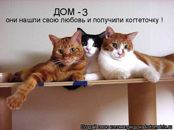 ДОМ - 3 они нашли свою любовь и получили когтеточку !... Котоматрица: ДОМ - 3 они нашли свою любовь и получили когтеточку !