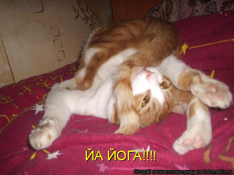 ЙА ЙОГА!!!!... Котоматрица: ЙА ЙОГА!!!!