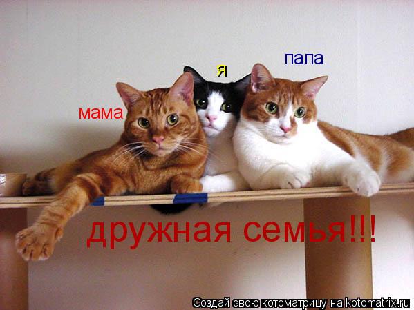 Котоматрица: мама папа я дружная семья!!!