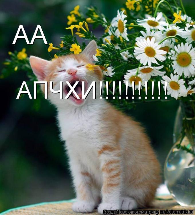 Котоматрица: АА АПЧХИ!!!!!!!!!!!