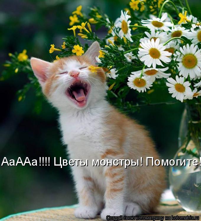 Котоматрица: АаААа!!!! Цветы монстры! Помогите!!!