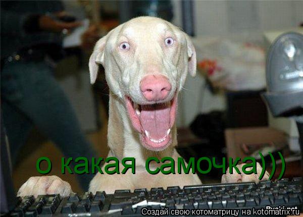 Котоматрица: о какая самочка)))